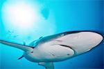 A female silky shark with bite marks inflicted by a male during mating, Socorro Island, Mexico