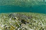 American crocodile (crocodylus acutus) in clear waters of Caribbean,  Chinchorro Banks (Biosphere Reserve), Quintana Roo, Mexico