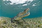 American crocodile (crocodylus acutus) in clear waters of Caribbean, Chinchorro Banks (Biosphere Reserve), Quintana Roo, Mexico