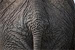 Close up of african elephants rump and tail