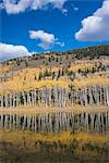 View over the Aspen trees and a wooded hillside at Silver Lake.