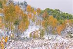 A path through the woods in autumn with light snow on the ground