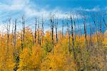 Aspen trees in autumn foliage, and the tall bare trunks of trees after fire