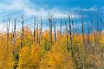 Aspen trees in autumn foliage, and the tall bare trunks of trees after fire