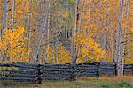 The Kolob Terrace and aspen trees in the Dixie national forest