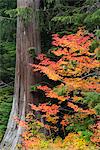 A forest maple tree with red leaves in autumn