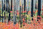 Charred tree stumps and vibrant new growth, red and green foliage and plants in the forest after a fire.