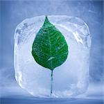leaf frozen in a block of ice