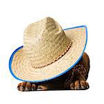 dog wearing a cowboy hat