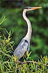 Brazil, Pantanal, Mato Grosso do Sul. A Cocoi Heron.