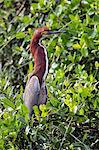 Brazil, Pantanal, Mato Grosso do Sul. A striking Rufescent Tiger-Heron with neck outstretched.