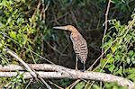 Brazil, Pantanal, Mato Grosso do Sul. A juvenile Rufescent Tiger-Heron.