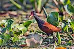 Brazil, Pantanal, Mato Grosso do Sul. A Wattled jacana.