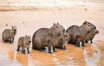 Brazil, Pantanal, Mato Grosso do Sul.  Capybaras with young sitting the banks of the Cuiaba River.  Capybaras are the largest rodents in the world.