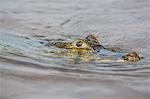 Brazil, Pantanal, Mato Grosso do Sul.  A Yacare Caiman swims in the Cuiaba River.