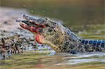 Brazil, Pantanal, Mato Grosso do Sul.  A Yacare Caiman devours an armoured catfish in the Cuiaba River.