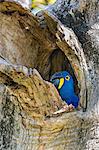 Brazil, Pantanal, Mato Grosso do Sul. A Hyacinth Macaw on its nest. These spectacular birds are the largest parrots in the world. They are categorised as vulnerable by IUCN even though they are frequently seen in the Pantanal.