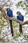 Brazil, Pantanal, Mato Grosso do Sul. A pair of Hyacinth Macaws. These spectacular birds are the largest parrots in the world. They are categorised as vulnerable by IUCN even though they are frequently seen in the Pantanal.