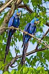 Brazil, Pantanal, Mato Grosso do Sul. A pair of Hyacinth Macaws. These spectacular birds are the largest parrots in the world. They are categorised as vulnerable by IUCN even though they are frequently seen in the Pantanal.