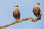 Brazil, Pantanal, Mato Grosso do Sul. A pair of Southern crested Caracaras.