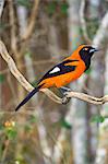 Brazil, Pantanal, Mato Grosso do Sul. An Orange-backed Troupial.