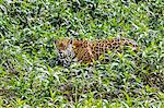 Brazil, Pantanal, Mato Grosso do Sul. A magnificent Jaguar moving through green riverine vegetation along the banks of the Cuiaba River.