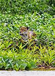 Brazil, Pantanal, Mato Grosso do Sul. A magnificent Jaguar pauses in green riverine vegetation on the banks of the Cuiaba River.