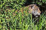 Brazil, Pantanal, Mato Grosso do Sul. A Jaguar pauses in riverine vegetation on the banks of the Cuiaba River.