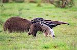 Brazil, Pantanal, Mato Grosso do Sul. A female Giant Anteater or ant bear with a baby on its back.  These large insectivorous mammals carry their babies on their backs until weaned.