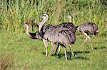 Brazil, Pantanal, Mato Grosso do Sul. Greater Rheas. They are the largest flightless bird in South America.