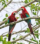 Brazil, Pantanal, Mato Grosso do Sul. A pair of beautiful Red-and-green Macaws.