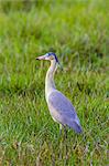 Brazil, Pantanal, Mato Grosso do Sul. A Whistling Heron.