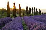 Lavender Field near Roussillion, Provence Alpes Cote d'Azur, Provence, France, Europe