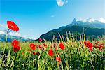 Europe, France, Haute Savoie, Rhone Alps, Poppy field and aiguille du Varan (2544m)