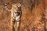 Asia, India, Rasthan, Ranthambore National Park. Tiger
