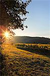 Italy, Italia. Tuscany, Toscana. Firenze district. Chianti. Tavarnelle Val di Pesa. Badia a Passignano