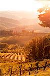 Italy, Italia. Tuscany, Toscana. Firenze district. Chianti. Tavarnelle Val di Pesa. Vineyards near Badia a Passignano