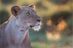 Africa, Kenya, Masai Mara, Narok County. Lioness watches alert.