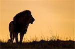 Africa, Kenya, Masai Mara, Narok County. Silhouette of a lion