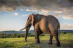 Africa, Kenya, Masai Mara, Narok County. Bull Elephant