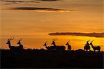 Africa, Kenya, Masai Mara, Narok County. Herd of Impala at sunrise.