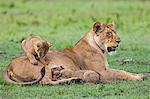 Africa, Kenya, Masai Mara, Narok County. Lioness with her cubs