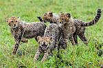 Africa, Kenya, Narok County, Masai Mara National Reserve. A Female Cheetah and her cubs.