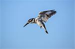 Africa, Kenya, Narok County, Masai Mara National Reserve. A Pied Kingfisher hovering.