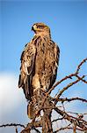 Africa, Kenya, Narok County, Masai Mara National Reserve. Steppe Eagle