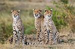 Africa, Kenya, Narok County, Masai Mara National Reserve. Cheetahs