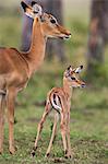 Africa, Kenya, Narok County, Masai Mara National Reserve. Female Impala and her calf.