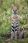 Africa, Kenya, Narok County, Masai Mara National Reserve. Serval Cat