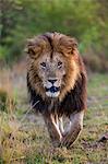 Africa, Kenya, Narok County, Masai Mara National Reserve. Dark-maned Lion