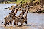 Africa, Kenya, Narok County, Masai Mara National Reserve. Giraffes crossing a river.